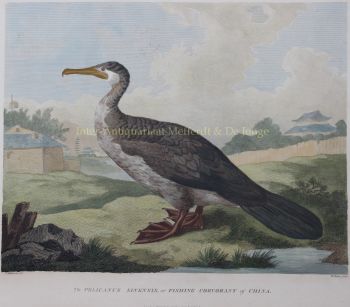 Chinese fishing bird after William Alexander by William Alexander