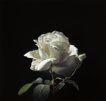 White Rose by Paul van Ernich