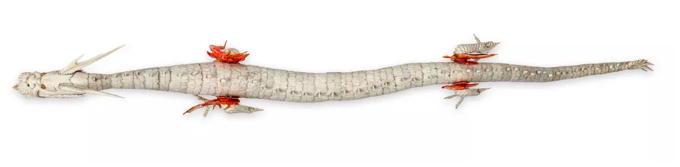 A fantastic Japanese fully articulated ivory and bone okimono of a dragon by Artista Sconosciuto