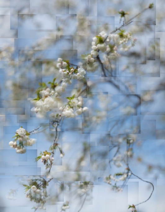 Spring breeze, Pompadour by Bastiaan Kijzers