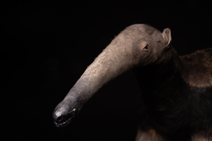 1981 Giant Anteater (Myrmecophaga tridactyla) mounted by Mr.Monin taxidermist Zoo des Bruniaux, Cites II/B: documentation of origin available. by Artista Desconocido