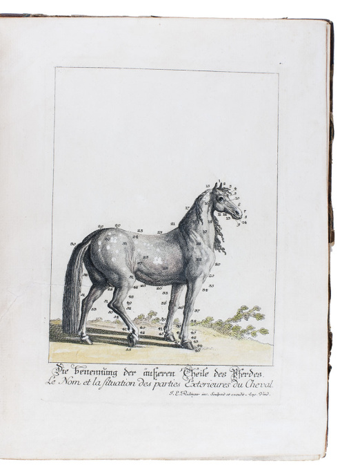  Horses in action: a great series of 50 horse plates, with the original drawing for the second plate by Johann Elias Ridinger