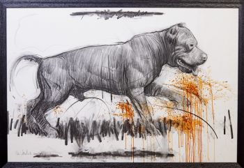 Bull Dog by Nico Vrielink