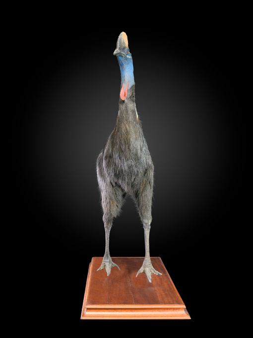 RARE TAXIDERMY OF AN ADULT SOUTHERN CASSOWARY-CASUARIUS CASUARIUS by Unknown artist