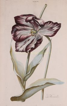 Tulip by Adam Ludwig Wirsing