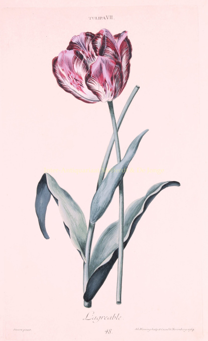 Tulip  by Adam Ludwig Wirsing