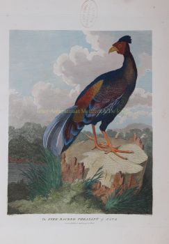 Pheasant of Java after William Alexander by William Alexander