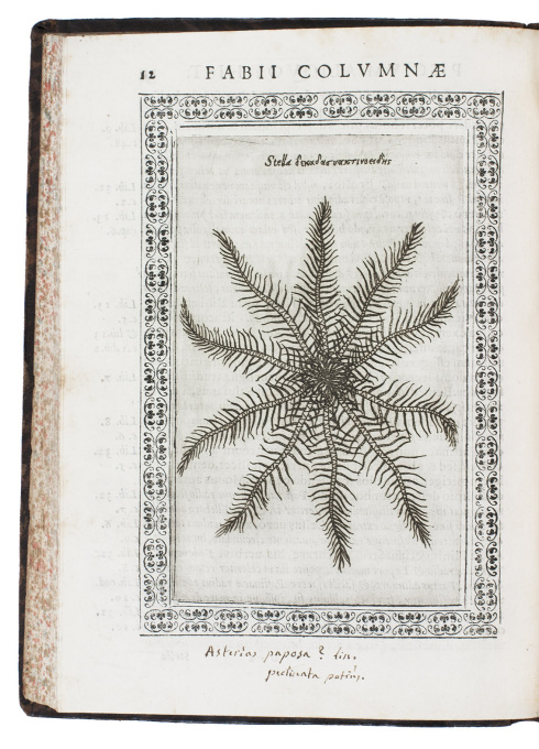 One of the earliest herbals with etched plates by Fabio Colonna