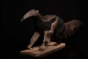 1981 Giant Anteater (Myrmecophaga tridactyla) mounted by Mr.Monin taxidermist Zoo des Bruniaux, Cites II/B: documentation of origin available. by Artista Desconhecido