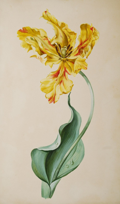 Tulip watercolour  by Onbekende Kunstenaar