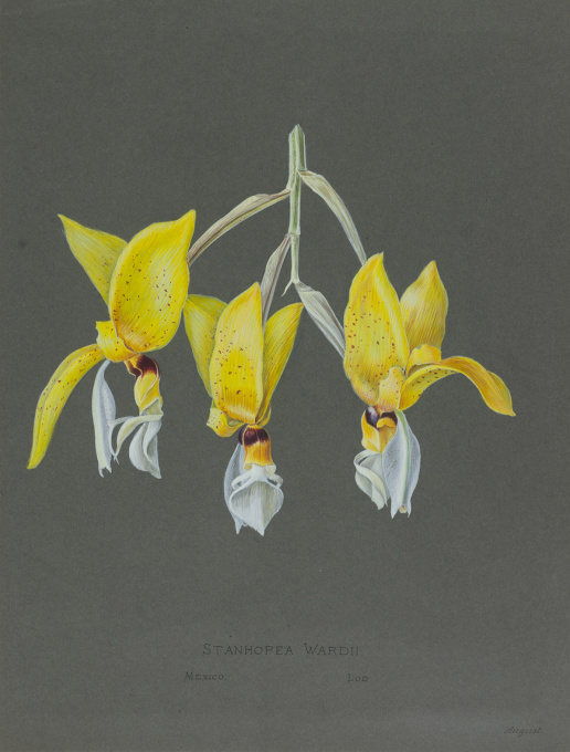 Set of 67 stunning colour orchid drawings from Petschkau (Pecky) castle in Bohemia by Caroline Maschek