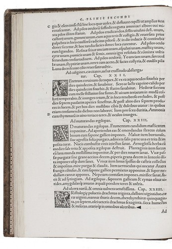 Medical work based on Pliny the Elder, Galen and Dioscorides, together with three other texts. From the library of the Russian tsars by Albanus Torinus