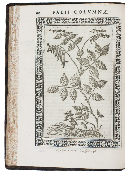 One of the earliest herbals with etched plates by Fabio Colonna
