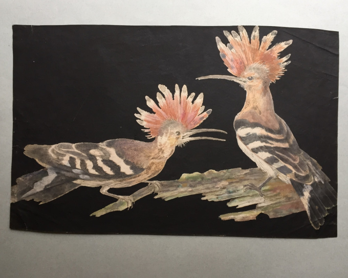Eight drawings of birds by Artista Desconocido