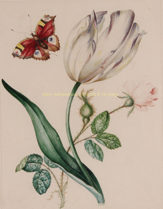 Tulip with rose and butterfly  by James Holland