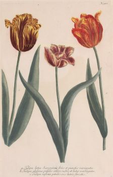 Tulips by Johann Wilhelm Weinmann