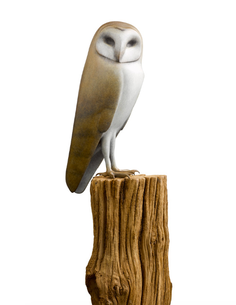 Kerkuil (barn owl) by Mark Dedrie