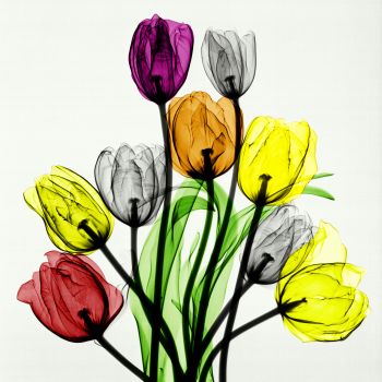 Bouquet of tulips by Arie van 't Riet