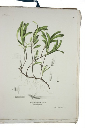 Botanical part of Ehrenberg's great "Symbolae physicae" by Christian Gottfried Ehrenberg