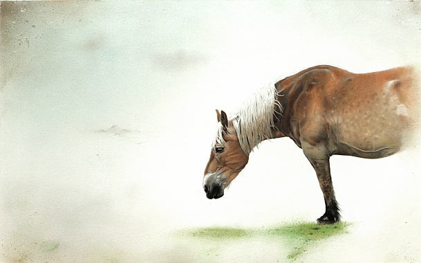 Half Paard by Francisco Roa