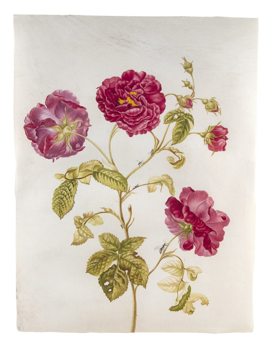Flower watercolour with insects, by the daughter of Maria Sibylla Merian by Johanna Helena Herolt