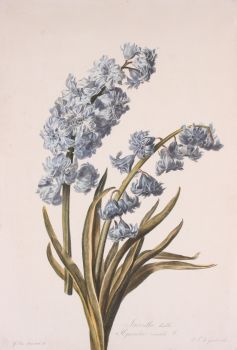 Dutch hyacinth  by Gerard van Spaendonck
