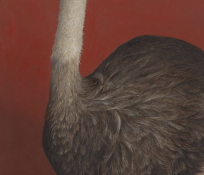Struisvogel voor rode wand by Bart Koning