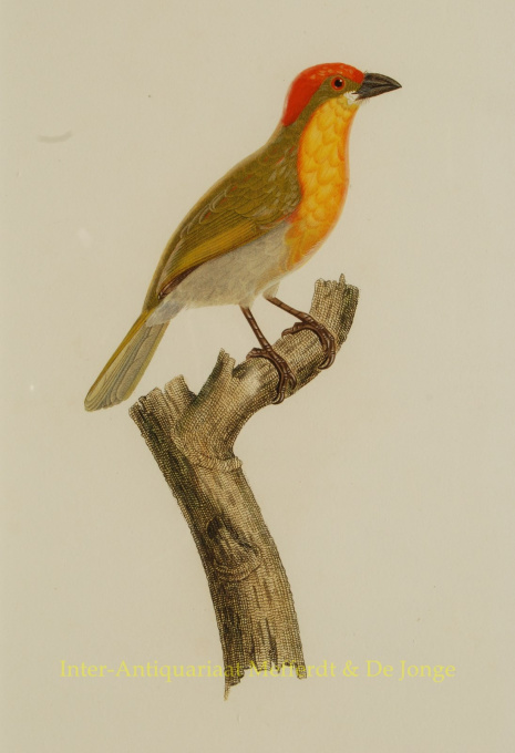 Tropical birds, antique prints  by Audebert and Viellot