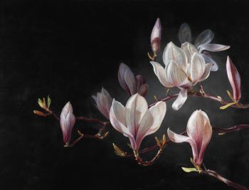Magnolia's by Paul van Ernich
